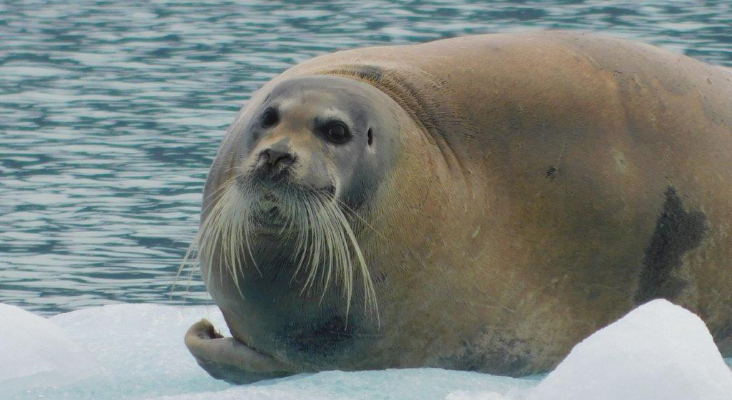 Take a look at the island's diverse wildlife